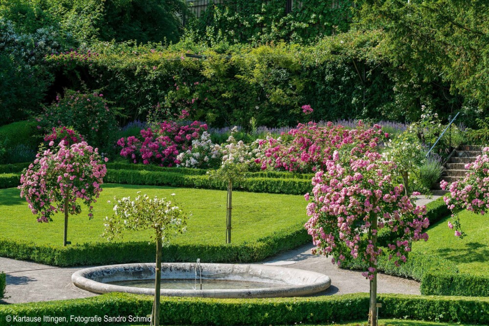 Kartause Ittingen Barockgarten mit CR 2 Kartause Ittingen Barockgarten mit CR 2